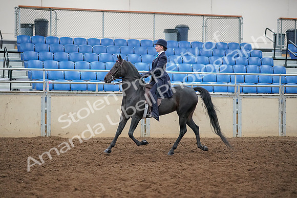 2019 Morgan Horse Show - Aug 30, 2019 - 12172