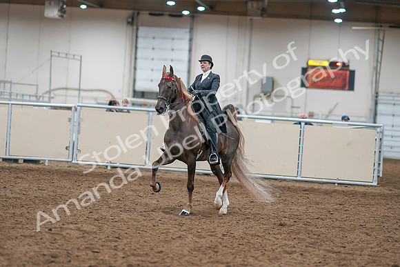 2020 - AB Morgan Horse - Sat, Sept 05 - 12924