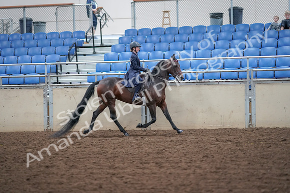 2019 Morgan Horse Show - Aug 30, 2019 - 18123