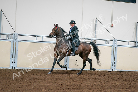 2020 - AB Morgan Horse - Sat, Sept 05 - 08009