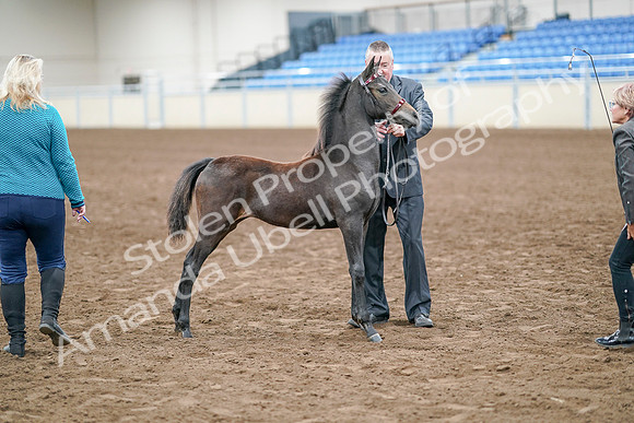 2020 - AB Morgan Horse - Sat, Sept 05 - 00498