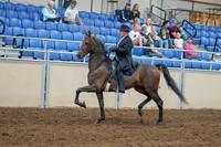 2020 - AB Morgan Horse - Sat, Sept 05 - 07907