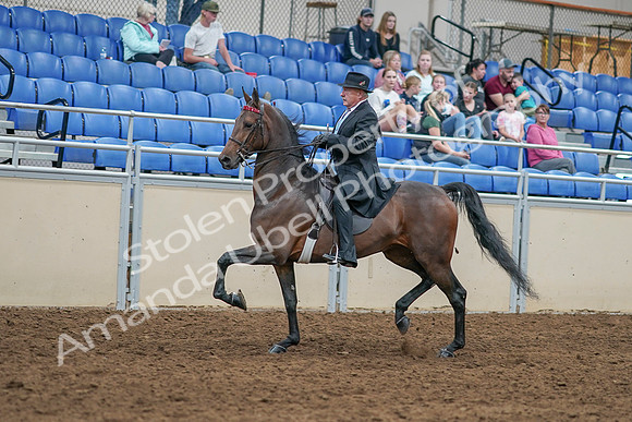 2020 - AB Morgan Horse - Sat, Sept 05 - 07907