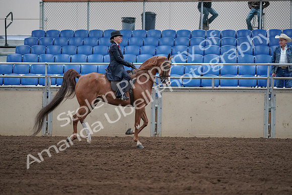 2019 Morgan Horse Show - Sept 01, 2019 - 12026