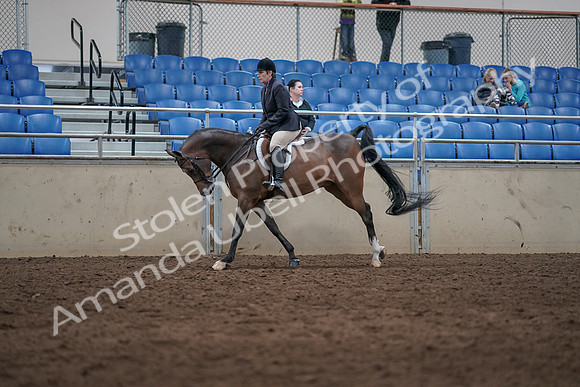 2019 Morgan Horse Show - Sept 01, 2019 - 08726