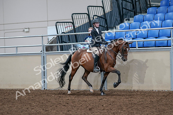 2020 - AB Morgan Horse - Fri, Sept 04 - 06101
