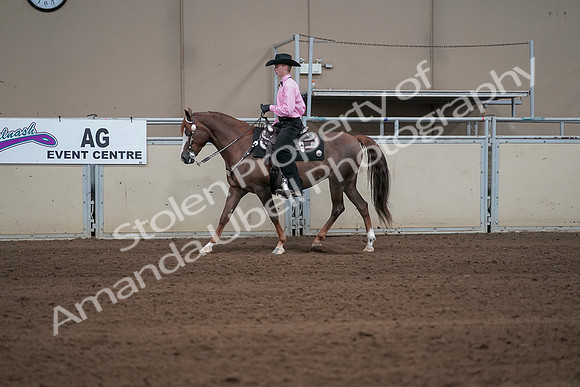 2019 Morgan Horse Show - Sept 01, 2019 - 06896