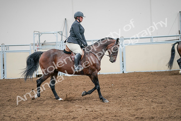 2020 - AB Morgan Horse - Sat, Sept 05 - 14560
