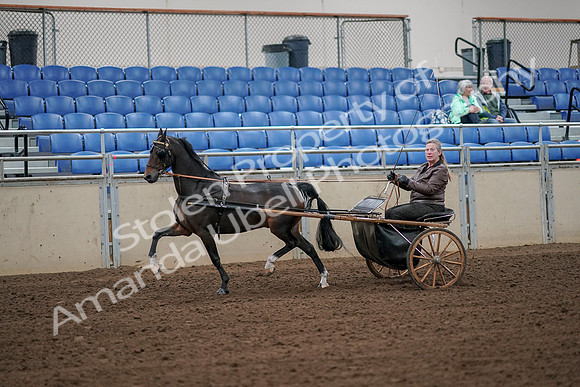 2019 Morgan Horse Show - Aug 30, 2019 - 13093