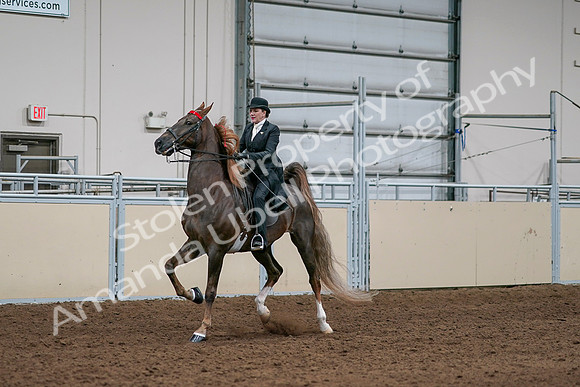 2020 - AB Morgan Horse - Sat, Sept 05 - 13093