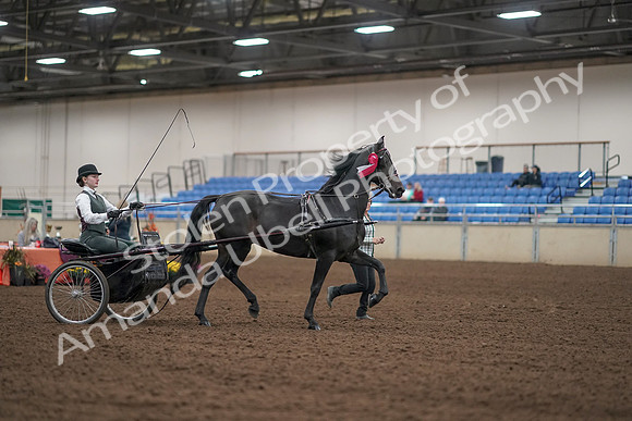 2019 Morgan Horse Show - Aug 31, 2019 - 04810