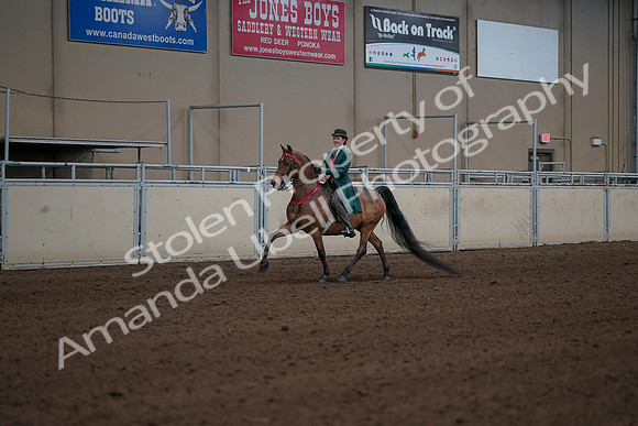 2019 Morgan Horse Show - Sept 01, 2019 - 13444