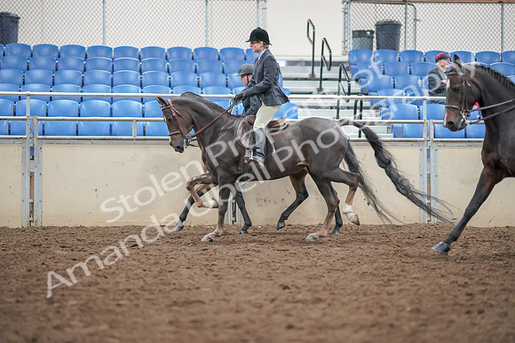 2019 Morgan Horse Show - Aug 30, 2019 - 20228