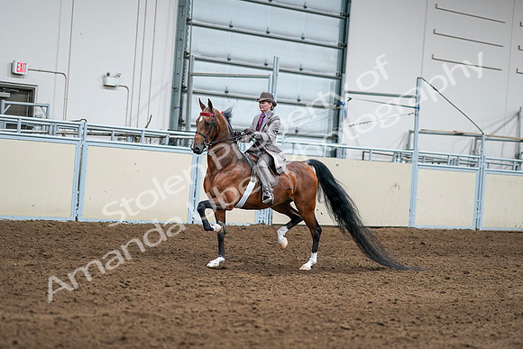 2020 - AB Morgan Horse - Sat, Sept 05 - 12081