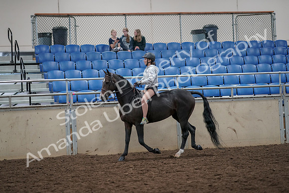 2019 Morgan Horse Show - Aug 30, 2019 - 31026