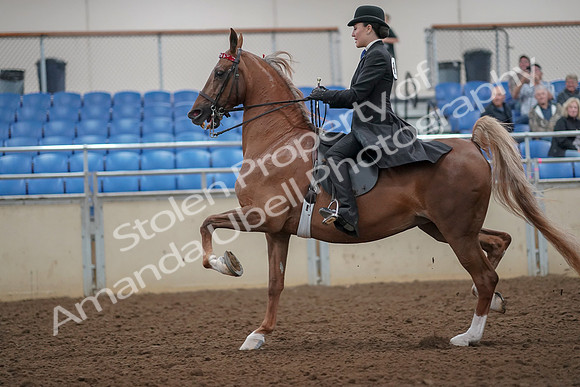 2019 Morgan Horse Show - Aug 30, 2019 - 25093