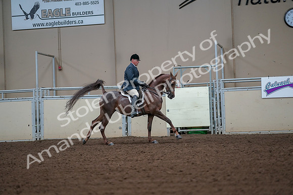 2019 Morgan Horse Show - Aug 30, 2019 - 17532