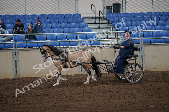 2019 Morgan Horse Show - Aug 30, 2019 - 13128