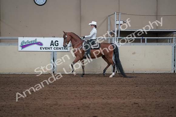 2019 Morgan Horse Show - Sept 01, 2019 - 06949