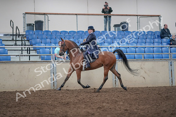 2019 Morgan Horse Show - Aug 31, 2019 - 08648