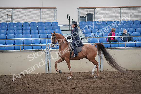 2019 Morgan Horse Show - Aug 31, 2019 - 16897
