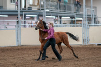 2020 - AB Morgan Horse - Fri, Sept 04 - 07595