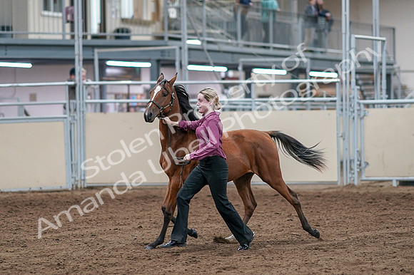 2020 - AB Morgan Horse - Fri, Sept 04 - 07595