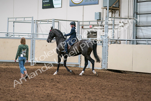 2020 - AB Morgan Horse - Fri, Sept 04 - 03270