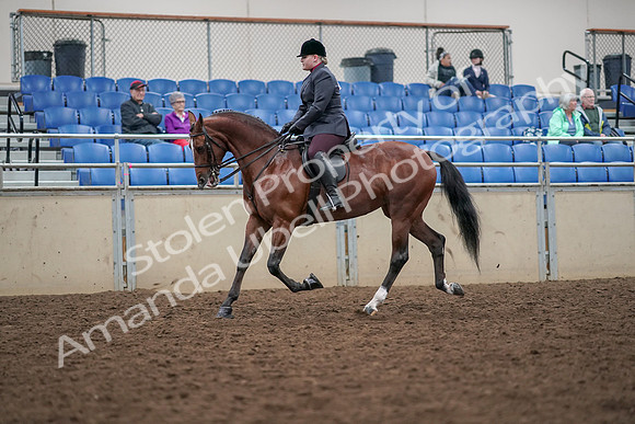 2019 Morgan Horse Show - Aug 30, 2019 - 20254