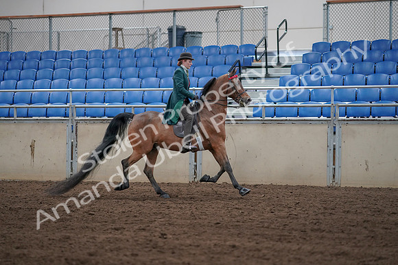 2019 Morgan Horse Show - Sept 01, 2019 - 13289