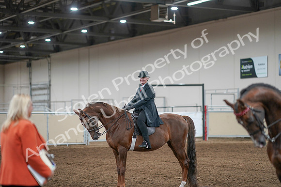 2020 - AB Morgan Horse - Fri, Sept 04 - 08129
