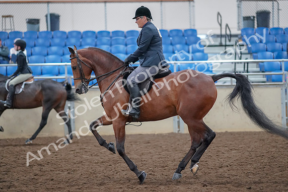 2019 Morgan Horse Show - Aug 30, 2019 - 20580