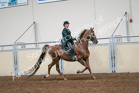 2020 - AB Morgan Horse - Fri, Sept 04 - 08104