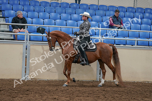 2020 - AB Morgan Horse - Sun, Sept 06 - 07515