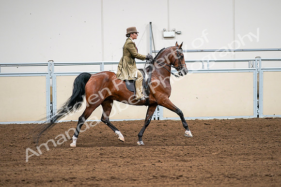 2020 - AB Morgan Horse - Sat, Sept 05 - 08210