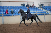 2019 Morgan Horse Show - Aug 31, 2019 - 18005