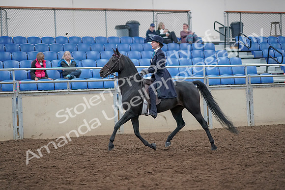 2019 Morgan Horse Show - Aug 31, 2019 - 18005