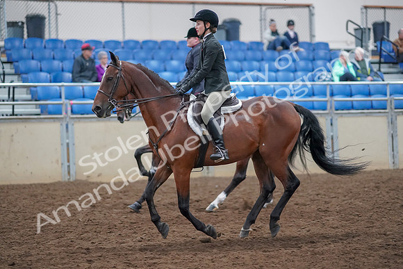 2019 Morgan Horse Show - Aug 30, 2019 - 20601