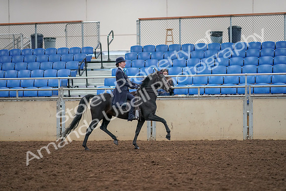 2019 Morgan Horse Show - Aug 30, 2019 - 12384