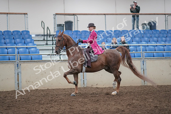2019 Morgan Horse Show - Aug 31, 2019 - 08757