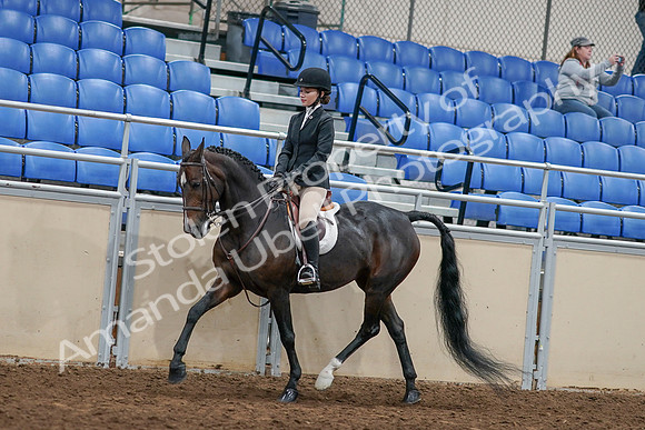 2020 - AB Morgan Horse - Sat, Sept 05 - 14414