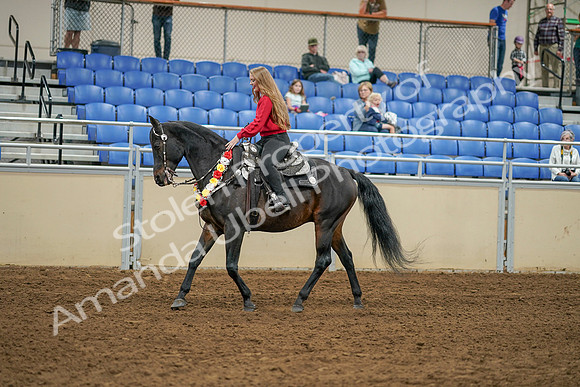 2020 - AB Morgan Horse - Sat, Sept 05 - 10366