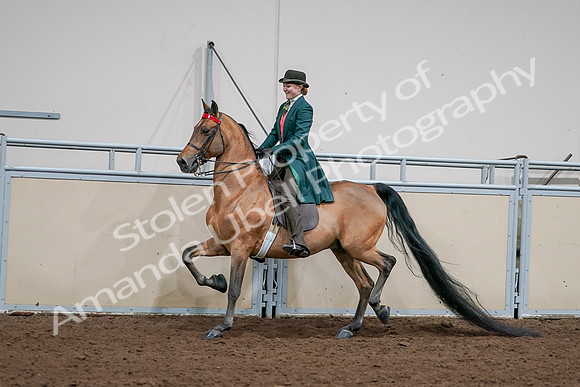 2020 - AB Morgan Horse - Sat, Sept 05 - 13691