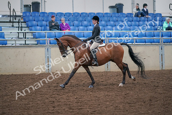 2019 Morgan Horse Show - Aug 30, 2019 - 20505