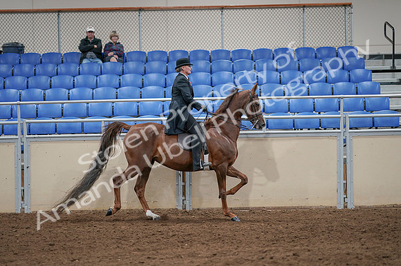 2020 - AB Morgan Horse - Fri, Sept 04 - 08044