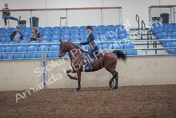 2019 Morgan Horse Show - Aug 31, 2019 - 08724