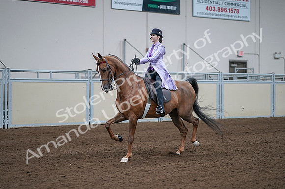 2020 - AB Morgan Horse - Fri, Sept 04 - 05018