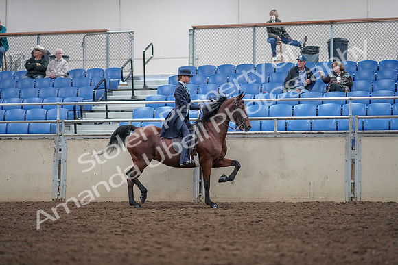 2019 Morgan Horse Show - Aug 31, 2019 - 08875