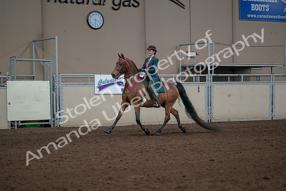 2019 Morgan Horse Show - Sept 01, 2019 - 13458