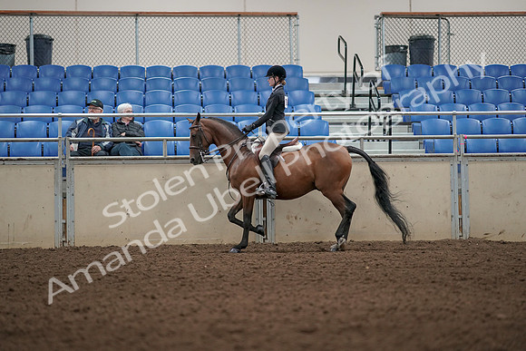 2019 Morgan Horse Show - Aug 31, 2019 - 04978